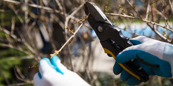 photo of tree pruning