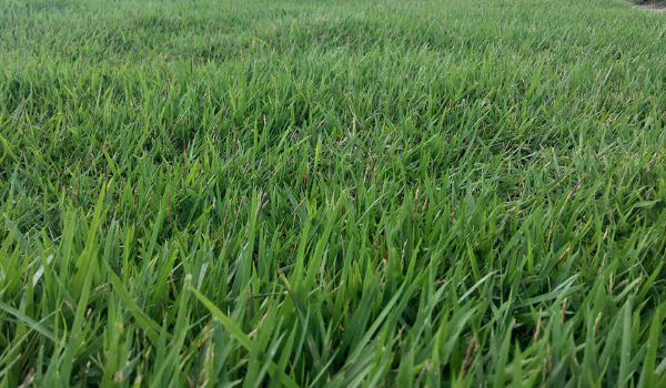 image of zoysia grass or zoysiagrass