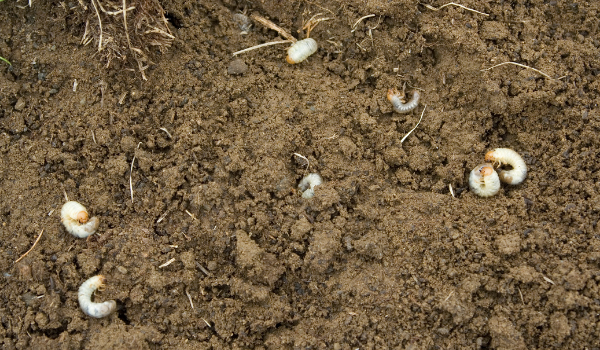 image of grubs in soil