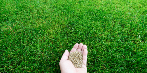 image of a hand holding grass seed