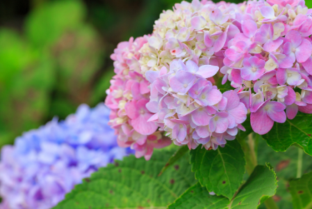 photo of pink and blue hydrangeas