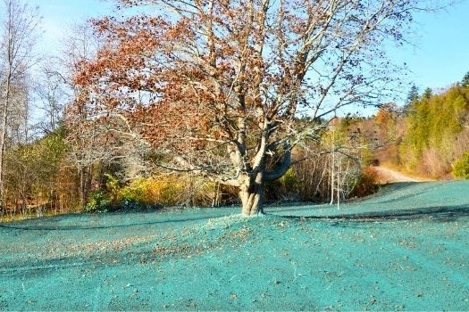 blue lawn that has been spray with dye and fertilizer