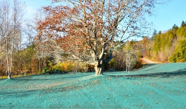 blue Lawn that has been sprayed with hydroseed blue lawn that has been spray with dye and fertilizer