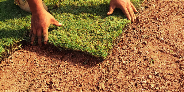 warm season grass – Green Group image of sod being laid