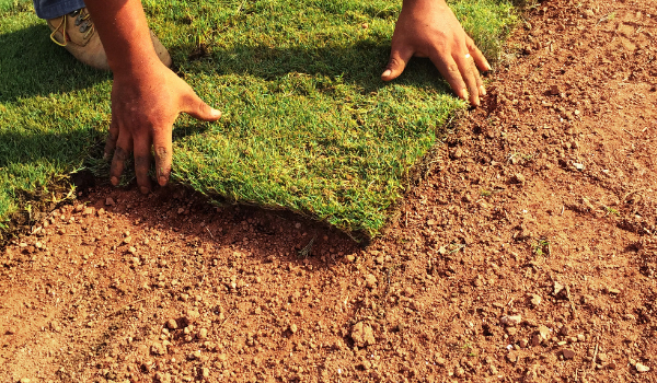 image of sod being laid