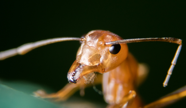 close up image of a fire ant