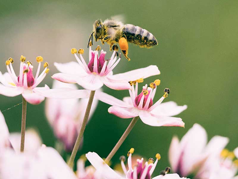 Up-close shot of a bee landing on a flower for pollen