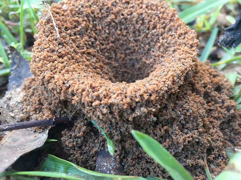 A large anthill in the wild