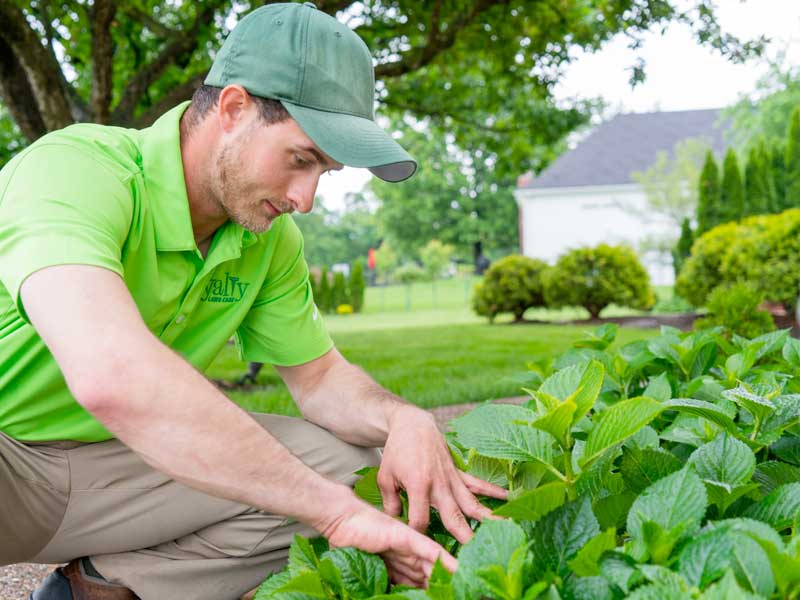 Ornamental Tree & Shrub Care