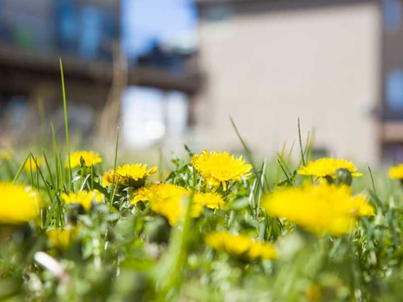 Up close shot of a group of dandelions on a lawn