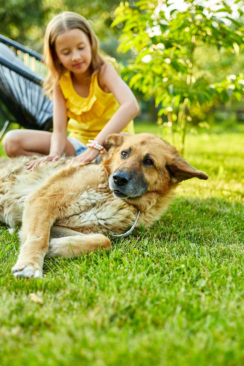 Different-Types-of-Insecticides Girl petting a dog that is lying down on a lawn
