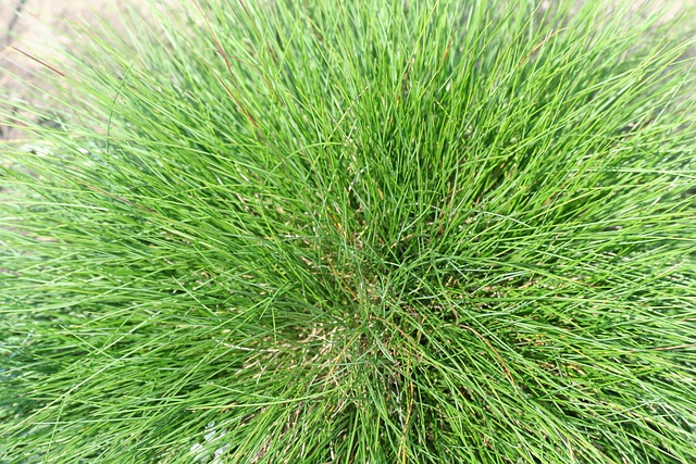 A close-up of Fescue grass.
