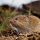 A vole sitting on dirt in a yard