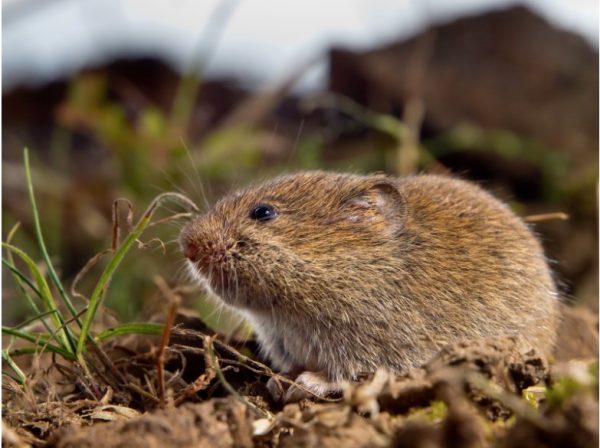 A vole sitting on dirt in a yard