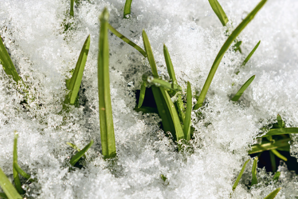 Winter Lawn Care Snow covering grass.