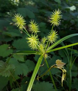 A close-up of yellow nutsedge. 