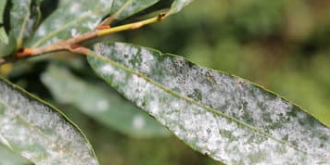 powdery mildew Close-up of powdery mildew on shrub leaves.