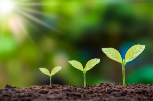 Plants in various stages of growth